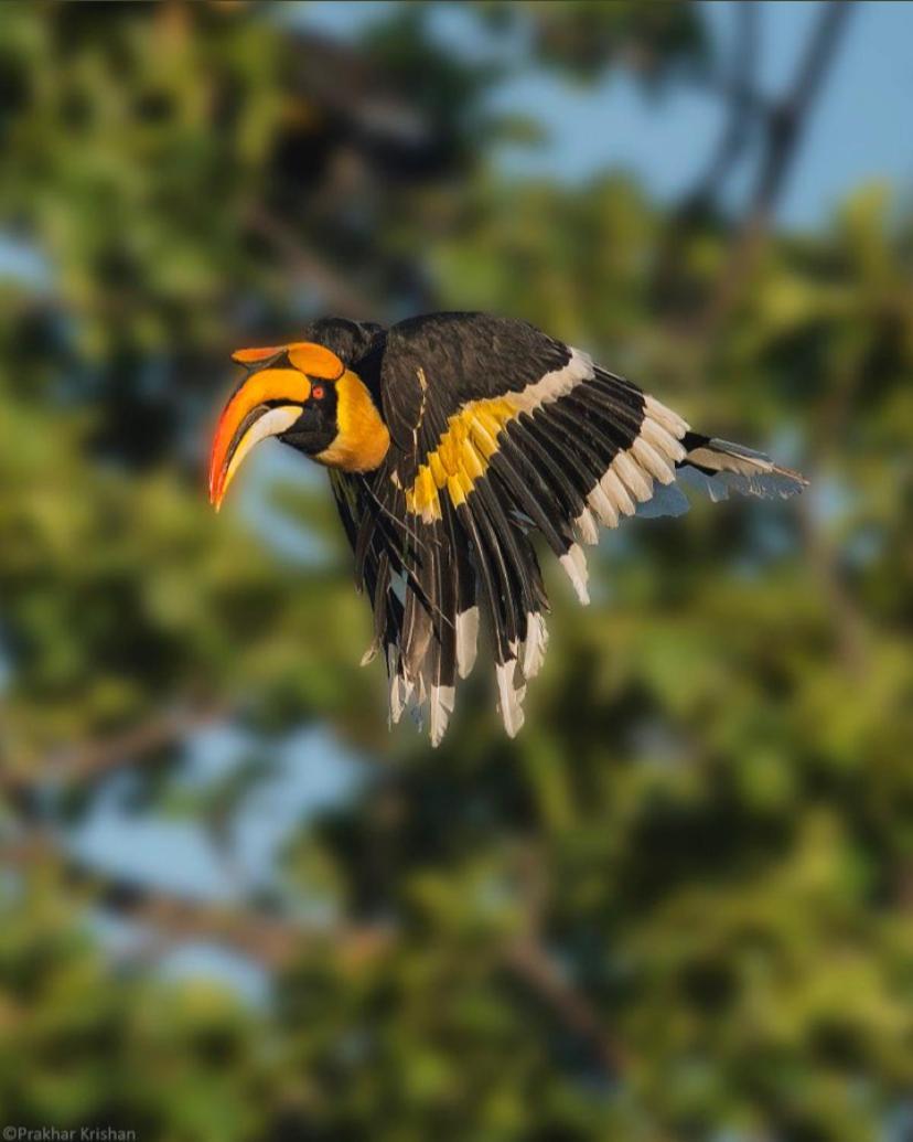 The Postcard Hideaway, Netravali Wildlife Sanctuary, Goa Ξενοδοχείο Vichondrem Εξωτερικό φωτογραφία
