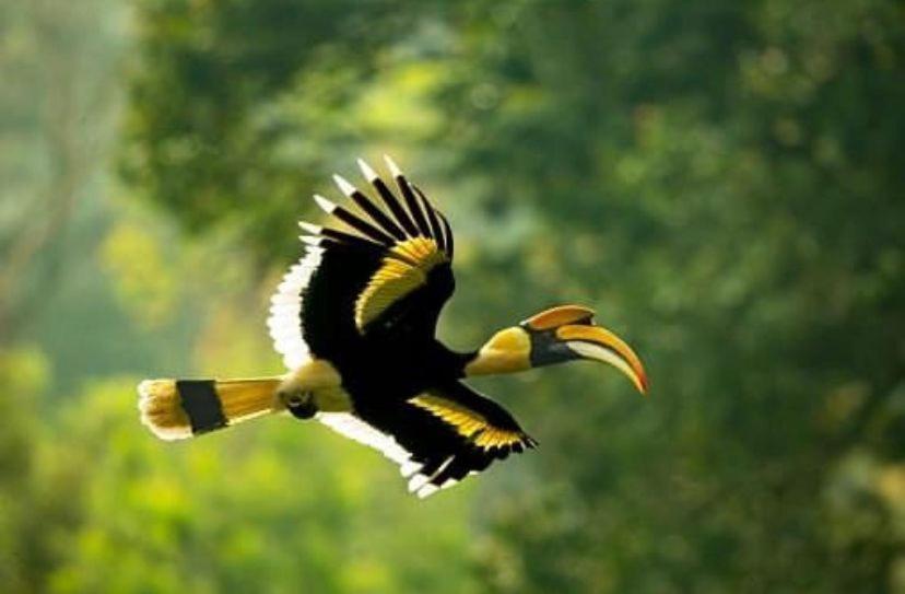 The Postcard Hideaway, Netravali Wildlife Sanctuary, Goa Ξενοδοχείο Vichondrem Εξωτερικό φωτογραφία
